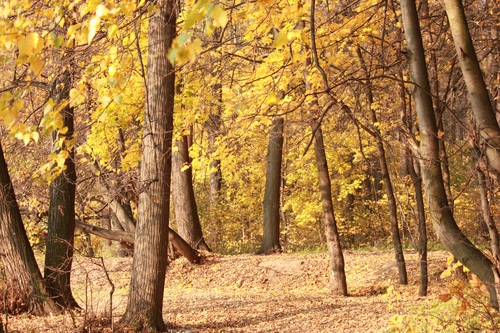 Autumn woods landscape Stock Photo 01