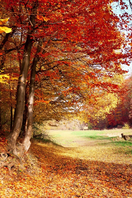 Autumn woods landscape Stock Photo 02