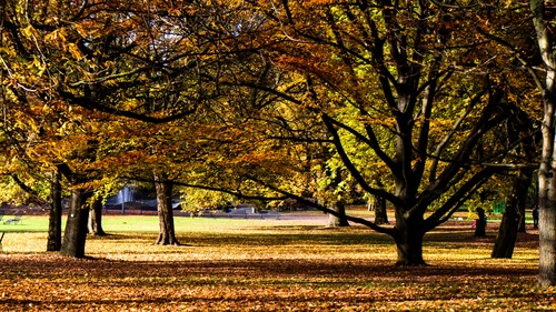 Autumn woods landscape Stock Photo 04