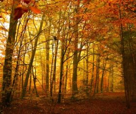 Autumn woods landscape Stock Photo 06