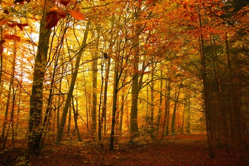 Autumn woods landscape Stock Photo 06