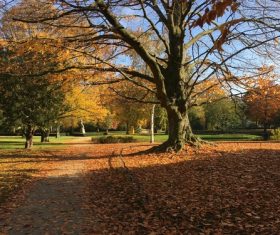 Autumn woods landscape Stock Photo 07