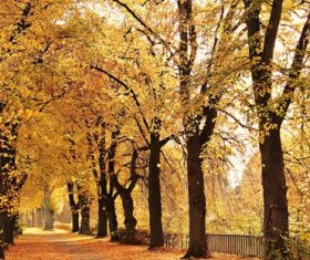 Autumn woods landscape Stock Photo 08