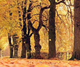 Autumn woods landscape Stock Photo 09