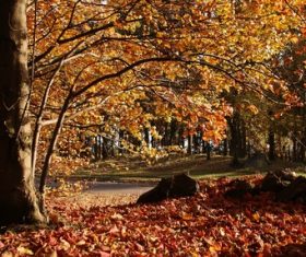 Autumn woods landscape Stock Photo 10
