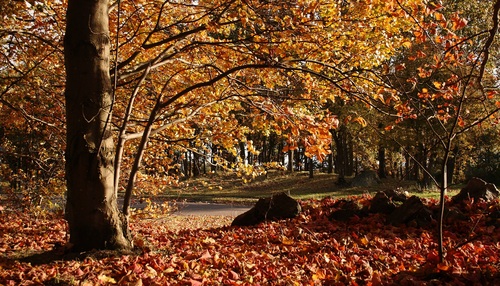 Autumn woods landscape Stock Photo 10
