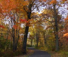 Autumn woods landscape Stock Photo 11