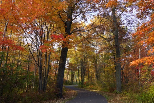 Autumn woods landscape Stock Photo 11