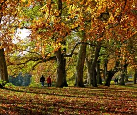 Autumn woods landscape Stock Photo 12