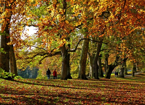 Autumn woods landscape Stock Photo 12