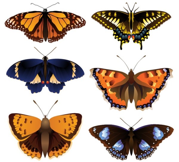 Download Beautiful Butterfly vector free download