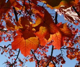Beautiful maple leaf Stock Photo 02