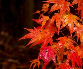 Beautiful maple leaf Stock Photo 03