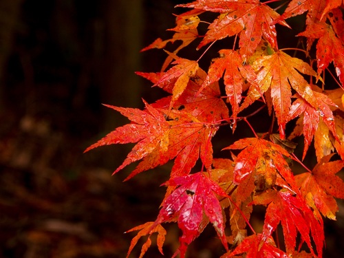 Beautiful maple leaf Stock Photo 03