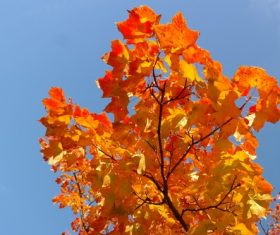 Beautiful maple leaf Stock Photo 04