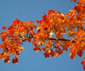 Beautiful maple leaf Stock Photo 05