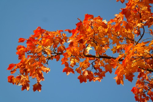 Beautiful maple leaf Stock Photo 05