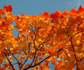 Beautiful maple leaf Stock Photo 06
