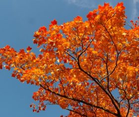 Beautiful maple leaf Stock Photo 07