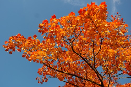 Beautiful maple leaf Stock Photo 07