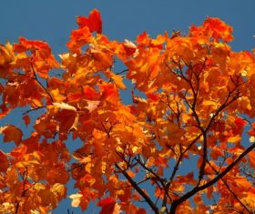 Beautiful maple leaf Stock Photo 08
