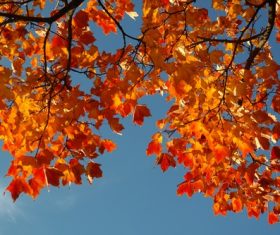 Beautiful maple leaf Stock Photo 09