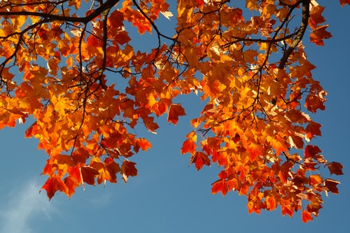 Beautiful maple leaf Stock Photo 09