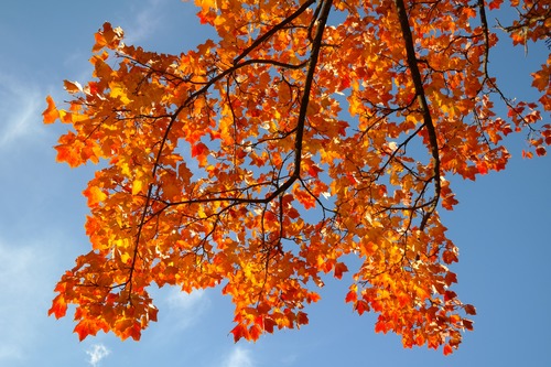 Beautiful maple leaf Stock Photo 10