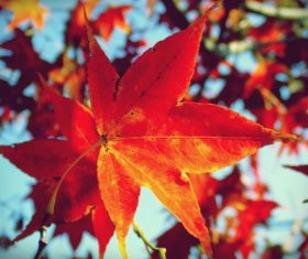 Beautiful maple leaf Stock Photo 11