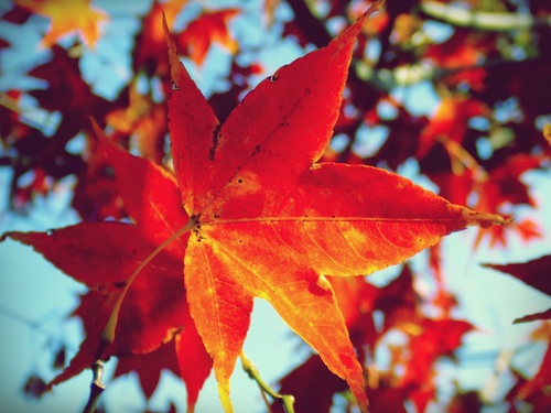 Beautiful maple leaf Stock Photo 11