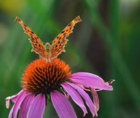 Beautiful spotted butterfly Stock Photo 01