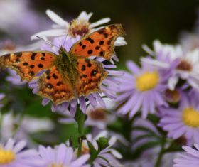 Beautiful spotted butterfly Stock Photo 02