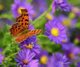 Beautiful spotted butterfly Stock Photo 03
