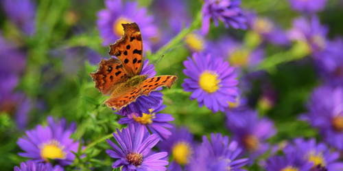 Beautiful spotted butterfly Stock Photo 03