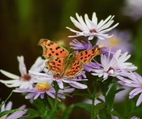 Beautiful spotted butterfly Stock Photo 04