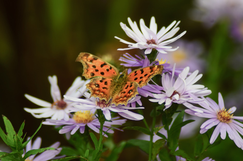 Beautiful spotted butterfly Stock Photo 04
