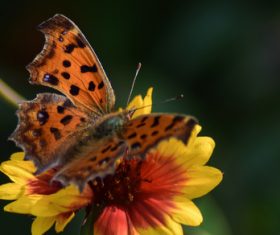 Beautiful spotted butterfly Stock Photo 05