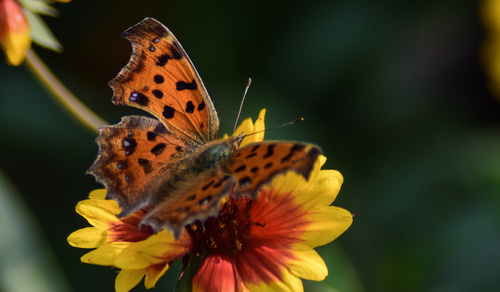 Beautiful spotted butterfly Stock Photo 05