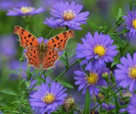 Beautiful spotted butterfly Stock Photo 06