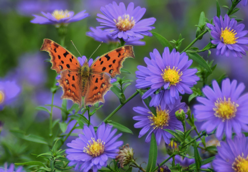 Beautiful spotted butterfly Stock Photo 06