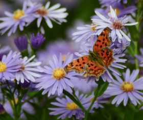 Beautiful spotted butterfly Stock Photo 07