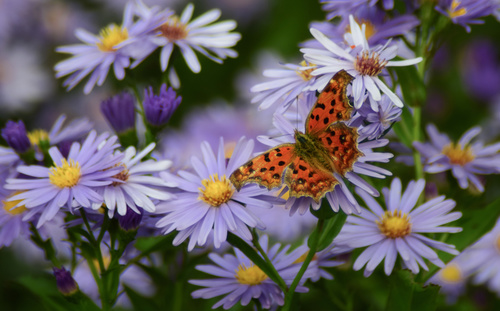 Beautiful spotted butterfly Stock Photo 07