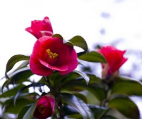 Blooming red camellia Stock Photo