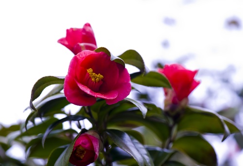 Blooming red camellia Stock Photo