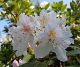 Blooming white azalea Stock Photo