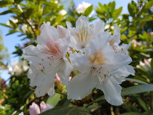 Blooming white azalea Stock Photo