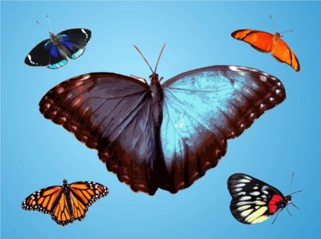 Butterflies Traces vector graphics