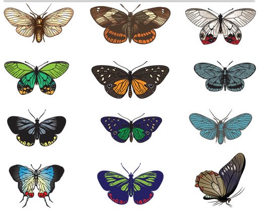 Colorful Butterflies Vector set