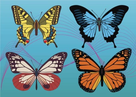 Colorful Butterfly vector graphics