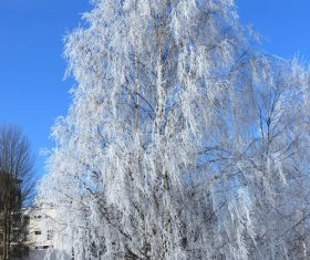 Covered with snow tree Stock Photo 01